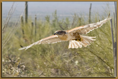 Ferruginous Hawk 4