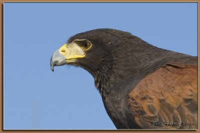 Harris's Hawk 12