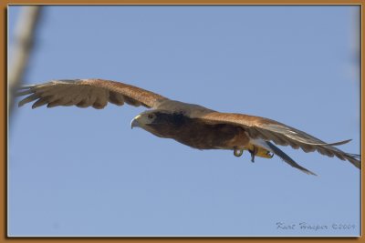 Harris's Hawk 13