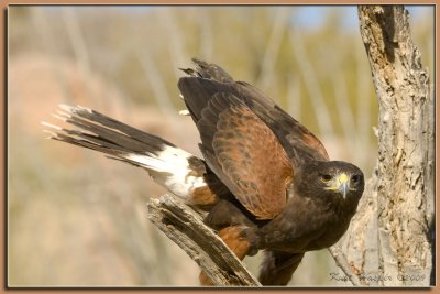 Harris's Hawk 14