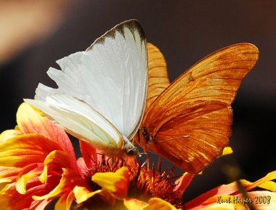Bflies040107a_ 51b.jpg
