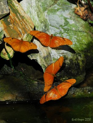 Julias: Moss and Algae