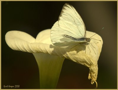 dbg_031508x 65a.jpg