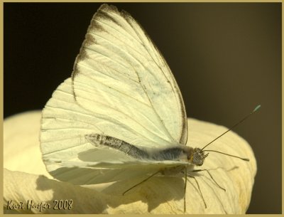 dbg_031508x 65b.jpg