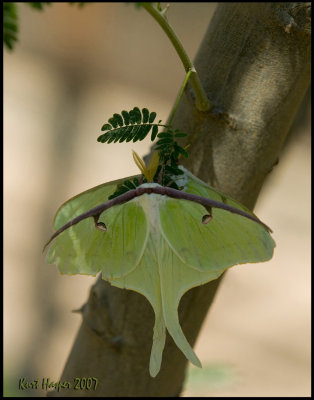 Two Luna Moths