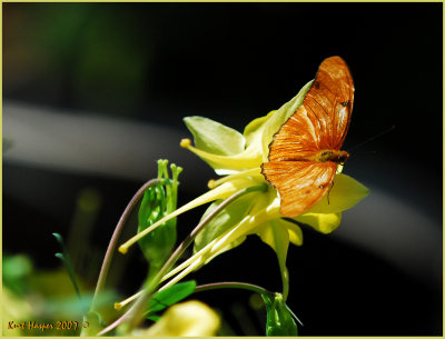 DSC_0127a.jpg