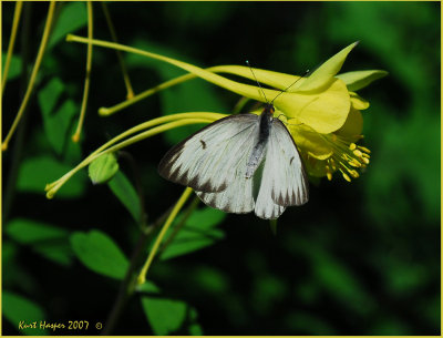 DSC_0141a.jpg