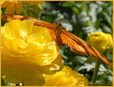 Flutterby Rainbows
