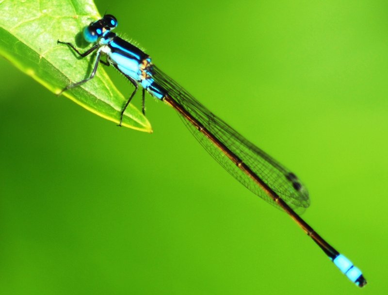 Dragonfly