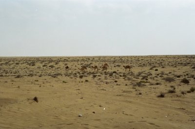 CAMELS