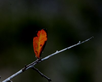 Lone Leaf