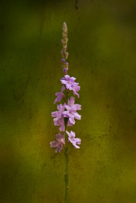 Pretty Purple Flowers, wish I knew what it was