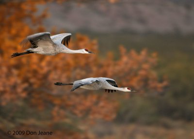 Sandhill Cranes, Bosque
