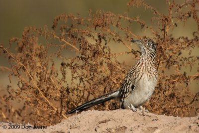 Greater Roadrunner, Bosque