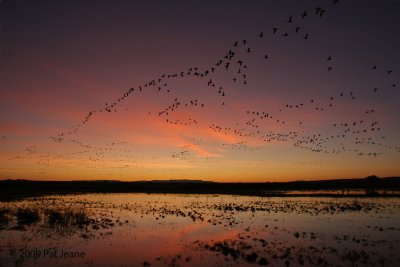 Morning Liftoff, Bosque