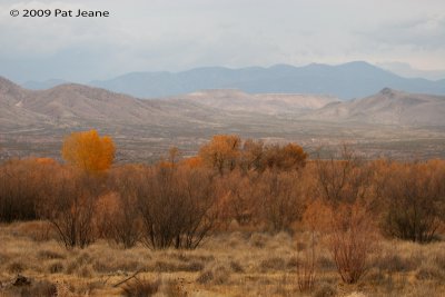 Bosque