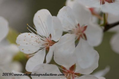 whiteappleblossoms10.jpg