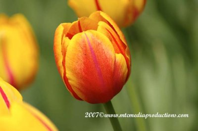 tulips40.jpg