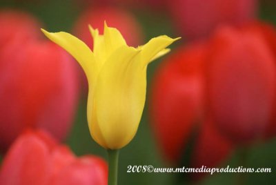 tulips112.jpg
