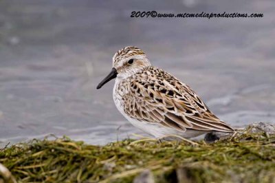 semipalmatedsandpiper9.jpg