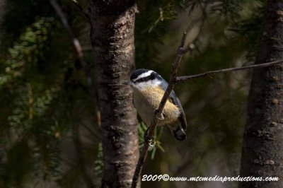 redbreastednuthatch24.jpg