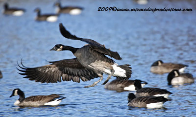 canadagoose98.jpg