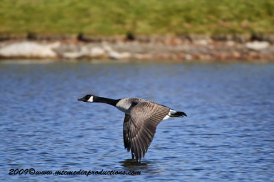 canadagoose119.jpg