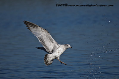 gulls