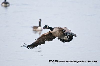 canada_geese