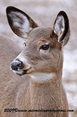 deer137.jpg