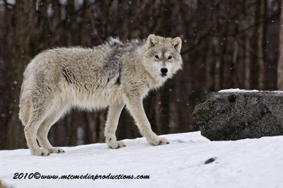 arcticwolf61.jpg