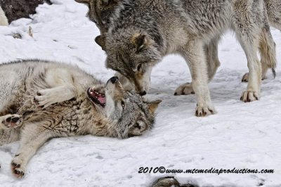 timberwolf133.jpg