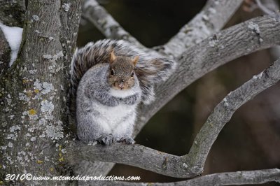 greysquirrel28.jpg