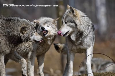 timberwolf163.jpg
