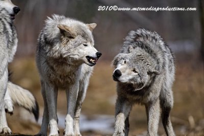 timberwolf164.jpg