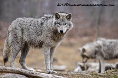 timberwolf176.jpg
