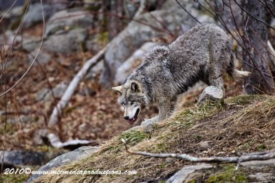timberwolf185.jpg