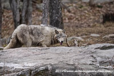 timberwolf192.jpg