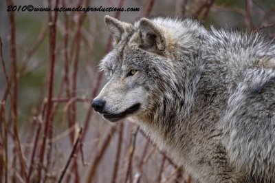 timberwolf197.jpg