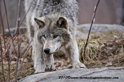 timberwolf199.jpg