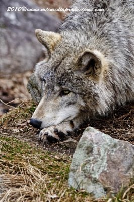 timberwolf205.jpg