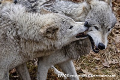 timberwolf212.jpg