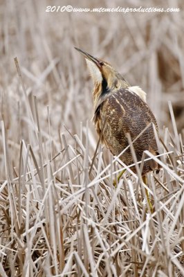 americanbittern29.jpg