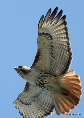 Red-tailed hawks in flight / Buses  queue rousse en vol