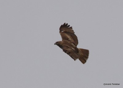 Buse  queue rousse Red-tailed hawk-5.JPG