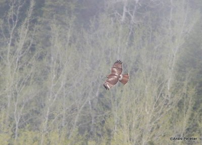 Buse à queue rousse Red-tailed hawk-6.JPG
