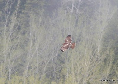 Buse  queue rousse Red-tailed hawk-6.JPG