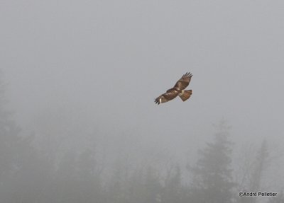 Buse  queue rousse Red-tailed hawk-7.JPG