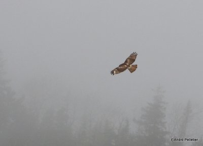 Buse à queue rousse Red-tailed hawk-7.JPG