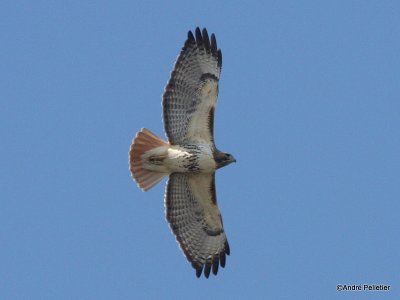 Buse à queue rousse Red-tailed hawk-9.JPG